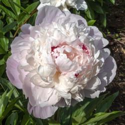 Location: Peony Garden at Nichols Arboretum, Ann Arbor, Michigan
Date: 2019-06-12
Peony Chestine Gowdy - top view for showing the red streaking in 