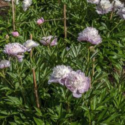 Location: Peony Garden at Nichols Arboretum, Ann Arbor, Michigan
Date: 2019-06-12
Peony Chestine Gowdy - in my experience the two plants in the col