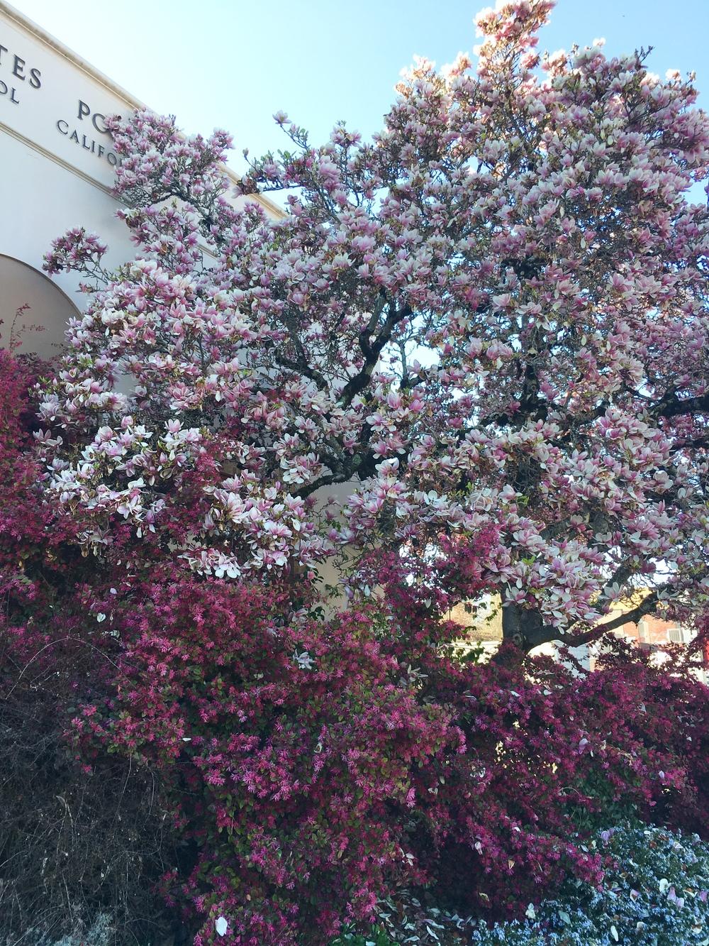 Photo of Magnolias (Magnolia) uploaded by Calif_Sue
