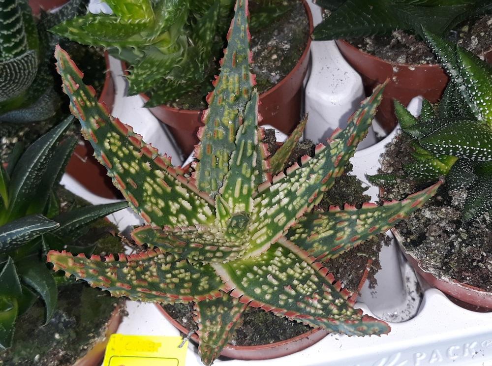 Photo of Aloes (Aloe) uploaded by skopjecollection