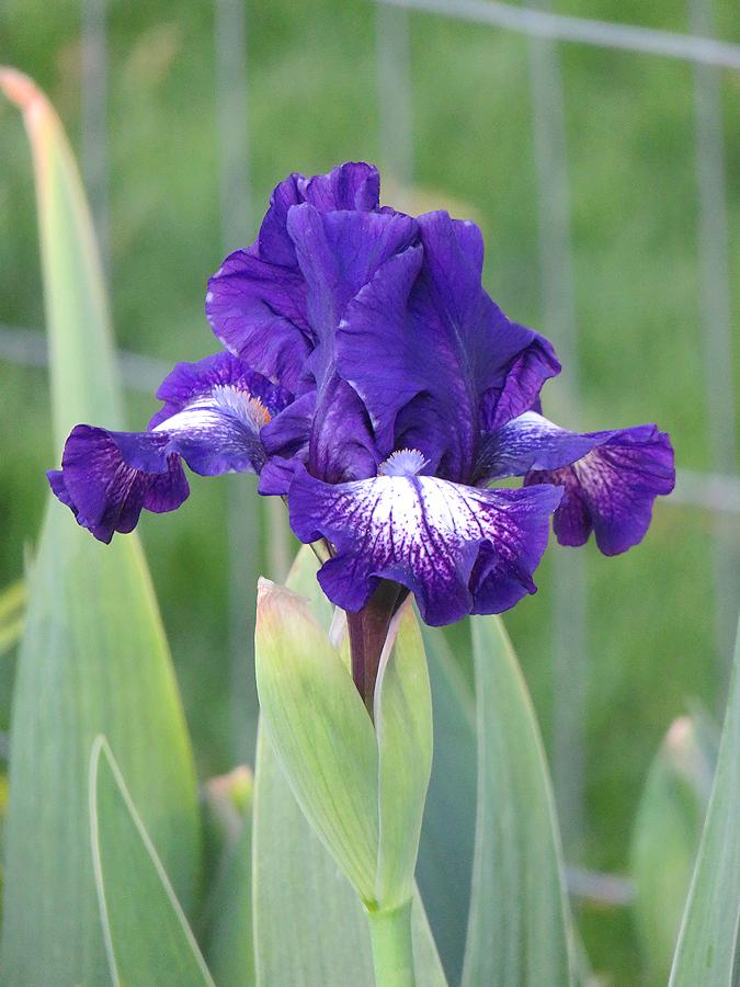 Photo of Intermediate Bearded Iris (Iris 'Starwoman') uploaded by Bloomers