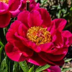 Location: Peony Garden at Nichols Arboretum, Ann Arbor, Michigan
Date: 2014-06-03
Crusader peony - a relatively early bloomer, and much anticipated