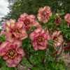 Tree peony Gauguin - a mature shrub of this peony in full bloom i