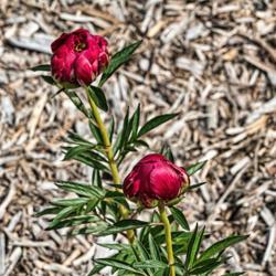 Location: Peony Garden at Nichols Arboretum, Ann Arbor, Michigan
Date: 2017-05-20
Peony Crusader - Buds on a very young plant (first year to bloom)