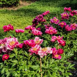 Location: Peony Garden at Nichols Arboretum, Ann Arbor, Michigan
Date: 2016-05-31
Peony Crusader - These are the older pair of plants, showing how 