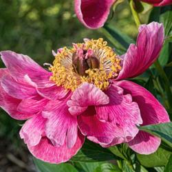 Location: Peony Garden at Nichols Arboretum, Ann Arbor, Michigan
Date: 2017-05-31
Peony Crusader - a 'gray haired granny' of a bloom.  The red is f