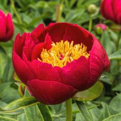 Location: Peony Garden at Nichols Arboretum, Ann Arbor, Michigan
Date: 2016-05-29
Peony Crusader - blooms are cupped when they open, and totally ir