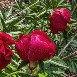 Location: Peony Garden at Nichols Arboretum, Ann Arbor, Michigan
Date: 2019-06-02
Peony Crusader - Buds on one of the younger pair of plants of thi