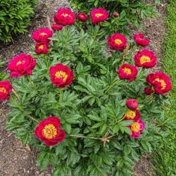 Location: Peony Garden at Nichols Arboretum, Ann Arbor, Michigan
Date: 2016-05-29
Peony Crusader - there are two pairs of plants in the collection.