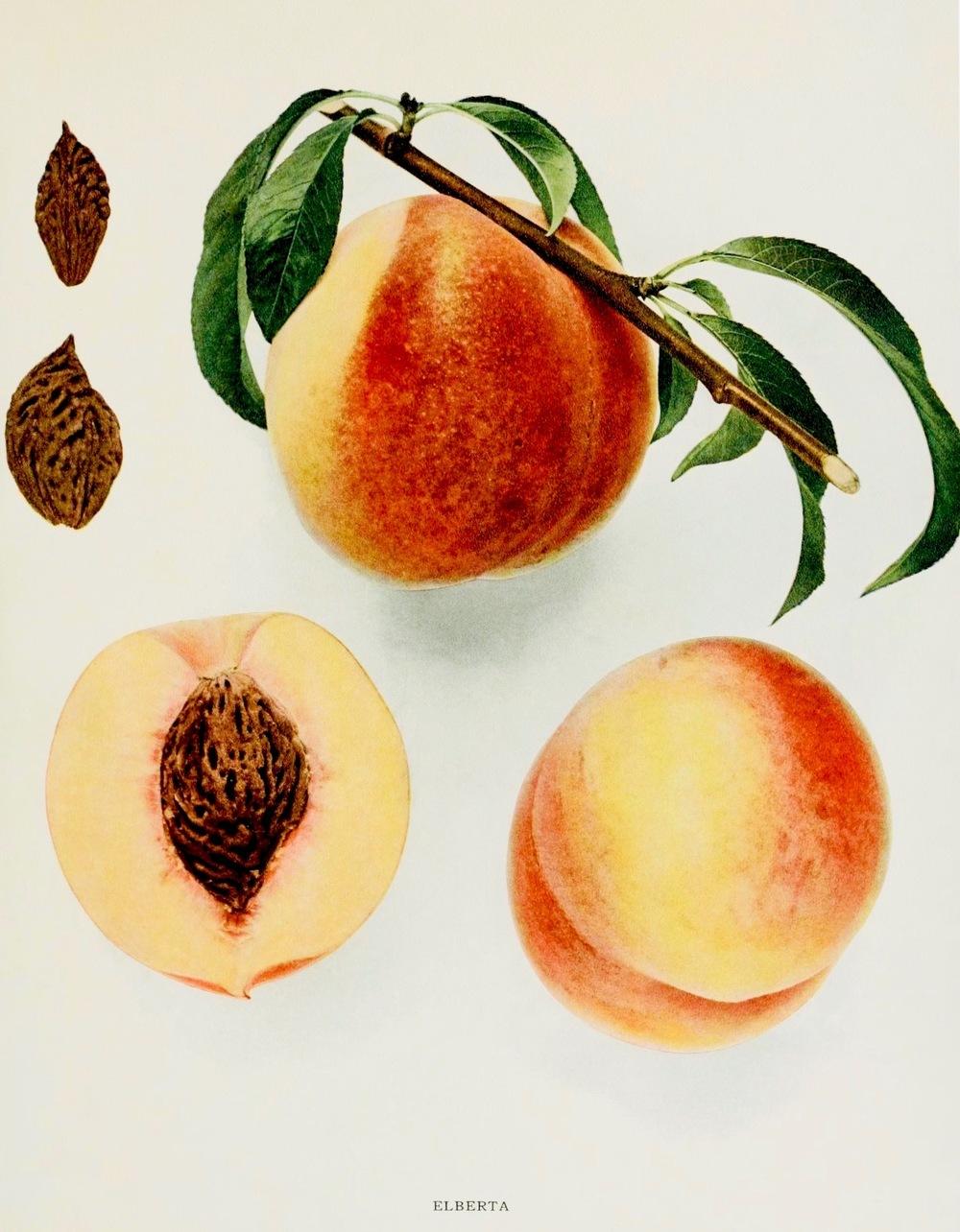 Photo of Peach (Prunus persica 'Elberta') uploaded by scvirginia
