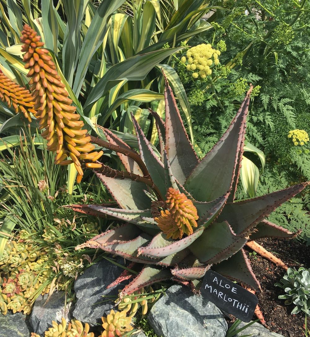 Photo of Aloes (Aloe) uploaded by Calif_Sue