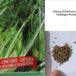 Location: indoors Toronto, Ontario
Date: 2020-03-09
Chicory (Cichorium intybus 'Catalogna Puntarelle') seeds.