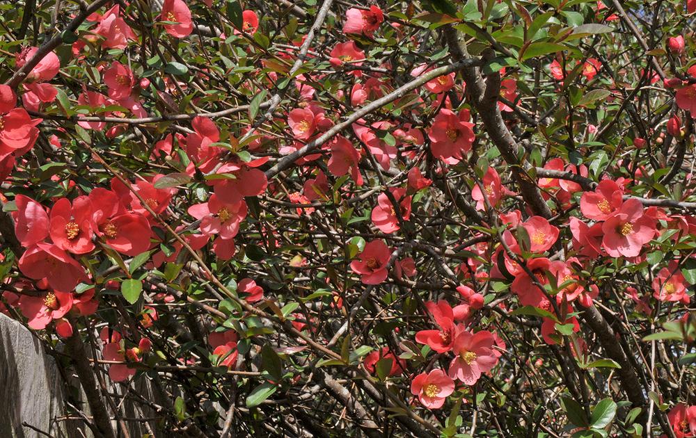 Photo of Flowering Quince (Chaenomeles japonica) uploaded by deepsouth