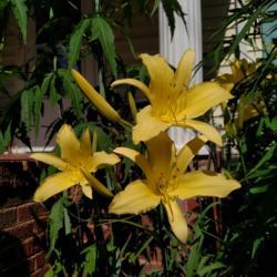 Location: Winston-Salem, NC
Date: 2018-0622
2018 was another year when Star Dream bloomed pale. These blooms,