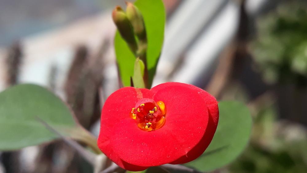 Photo of Crown of Thorns (Euphorbia milii) uploaded by skopjecollection