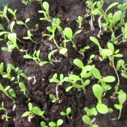 Location: indoors Toronto, Ontario
Date: 2020-03-17
Chicory (Cichorium intybus 'Catalongna Puntarelle') seeds germina