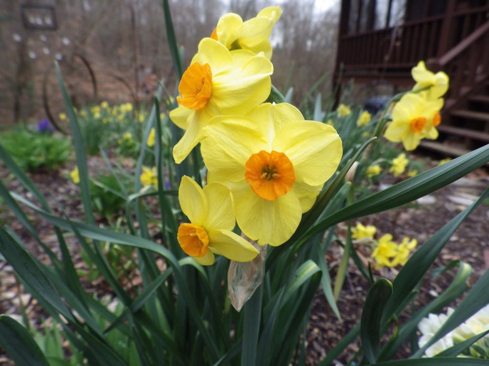Photo of Daffodils (Narcissus) uploaded by pdermer1x