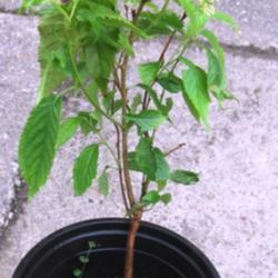 Location: indoors Toronto, Ontario
Date: 2020-03-26
Taiwan Cherry (Prunus campanulata) young plant in one gallon pot 