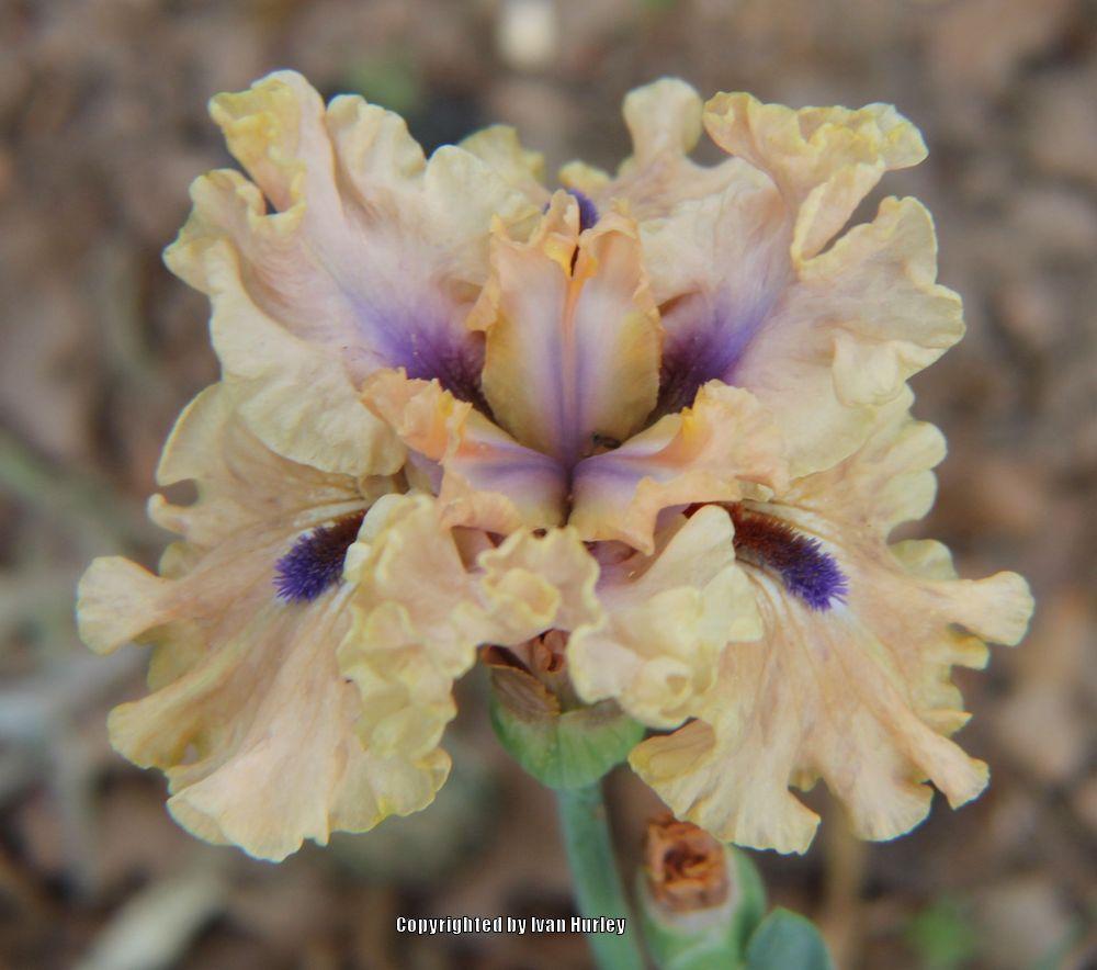 Photo of Intermediate Bearded Iris (Iris 'Bahama Blues') uploaded by Ivan_N_Tx