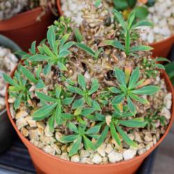 Location: Baja California
Date: 2020-03-31
Euphorbia (bupleurifolia x susannae) x bupleurifolia