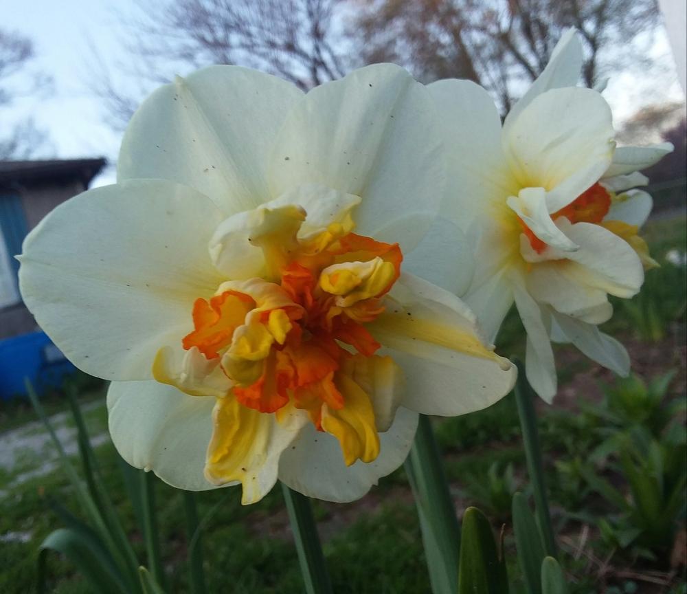 Photo of Daffodils (Narcissus) uploaded by RoseA32