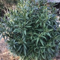 Location: CA
Date: 4/1/2020
Full plant of Oleander (Nerium oleander 'Hardy White')