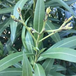Location: CA
Date: 4/1/2020
Bud of (Nerium oleander 'Hardy White')
