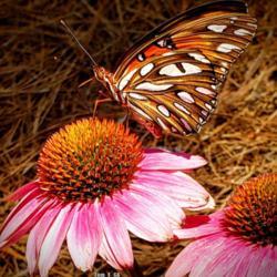Location: Thomasville, GA USA
Date: 2019-07-03
A Gulf #fritillary #butterfly (or #passion butterfly) enjoys the 