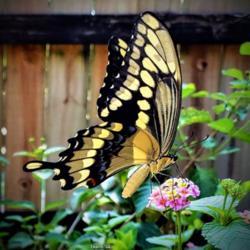 Location: Thomasville, GA USA
Date: 2019-08-24
A Giant #Swallowtail enjoying the sweet nectar from a Lantana blo