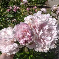 Location: Peony Garden at Nichols Arboretum, Ann Arbor, Michigan
Date: 2019-06-18
Minuet heirloom peony, a late bloomer.  Blooms that show a range 