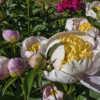 Heirloom peony Sagamore (not in the database).  Japanese form (Jo