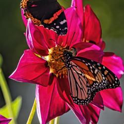 Location: Dahlia Hill, Midland, Michigan
Date: 2019-09-26
A monarch butterfly #Monarch #butterflies #insects and a partial 