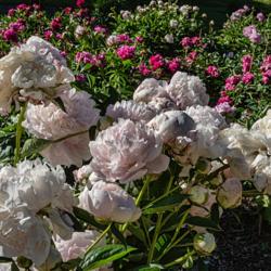 Location: Peony Garden at Nichols Arboretum, Ann Arbor, Michigan
Date: 2018-06-11
'Minuet' is a late bloomer, and a prolific one, but too much heat