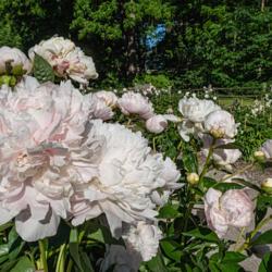 Location: Peony Garden at Nichols Arboretum, Ann Arbor, Michigan
Date: 2018-06-11
At its best, 'Minuet' can be glorious