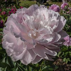 Location: Peony Garden at Nichols Arboretum, Ann Arbor, Michigan
Date: 2019-06-18
This bloom is midway between the all pale and all pink forms the 