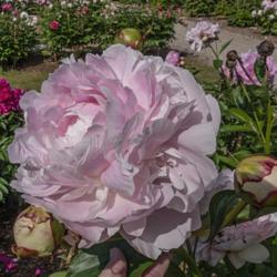 Location: Peony Garden at Nichols Arboretum, Ann Arbor, Michigan
Date: 2019-06-18
Pink perfection!  Sigh.