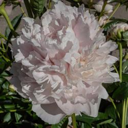 Location: Peony Garden at Nichols Arboretum, Ann Arbor, Michigan
Date: 2018-06-11
Blooms can be light pink, or, as in this case, so pale as to be n