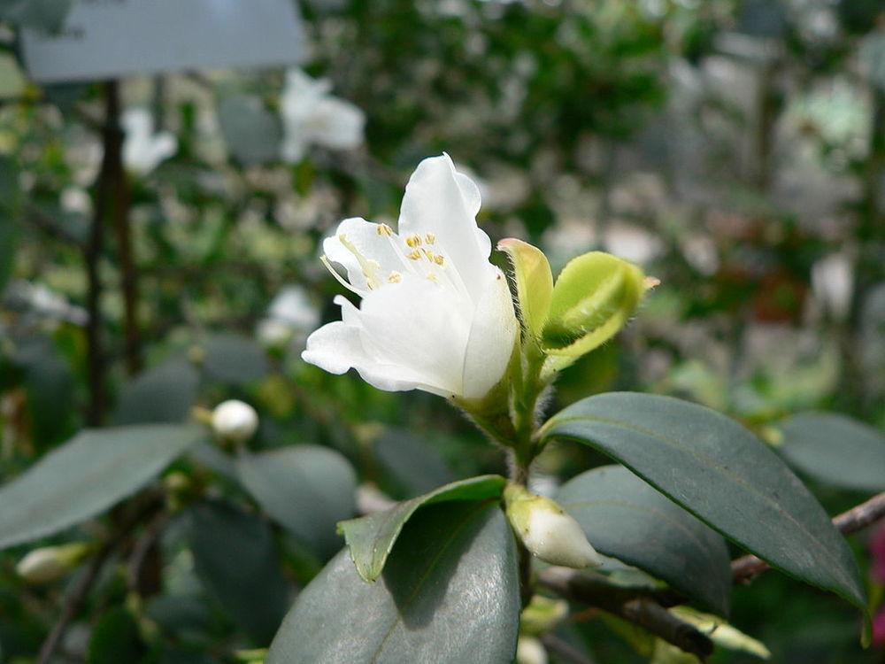 Photo of Camellia (Camellia fraterna) uploaded by DaylilySLP