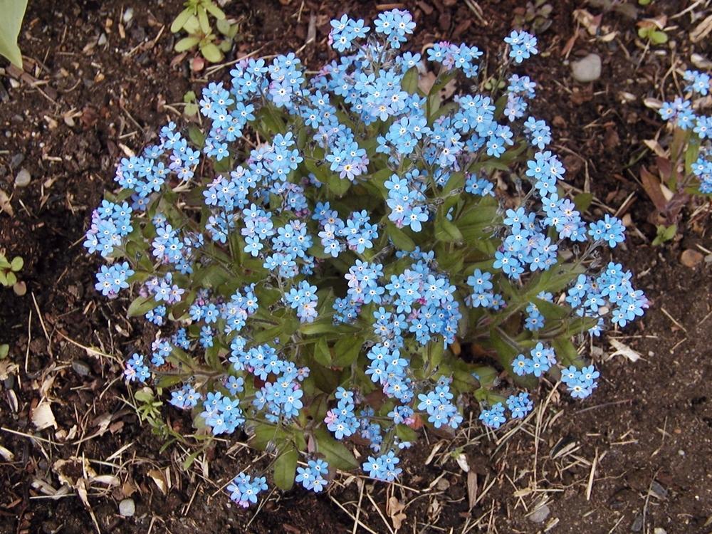 Photo of Forget-Me-Not (Myosotis sylvatica) uploaded by lauribob
