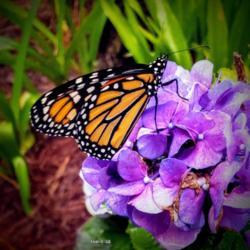 Location: Thomasville, GA USA
Date: 2019-06-09
#Monarchs love the hydrangea blooms