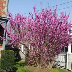 Location: Downingtown, Pennsylvania
Date: 2020-04-17
full-grown tree-shrub in bloom