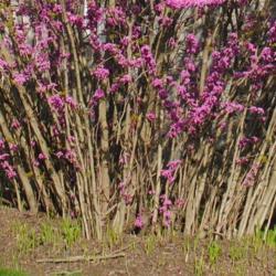 Location: Downingtown, Pennsylvania
Date: 2020-04-17
base of tree-shrub with many stems