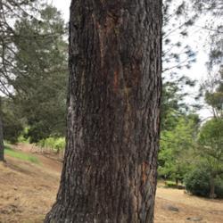 Location: CA
Date: 4/17/2020
HUGE pine tree (80 to 100 feet tall)