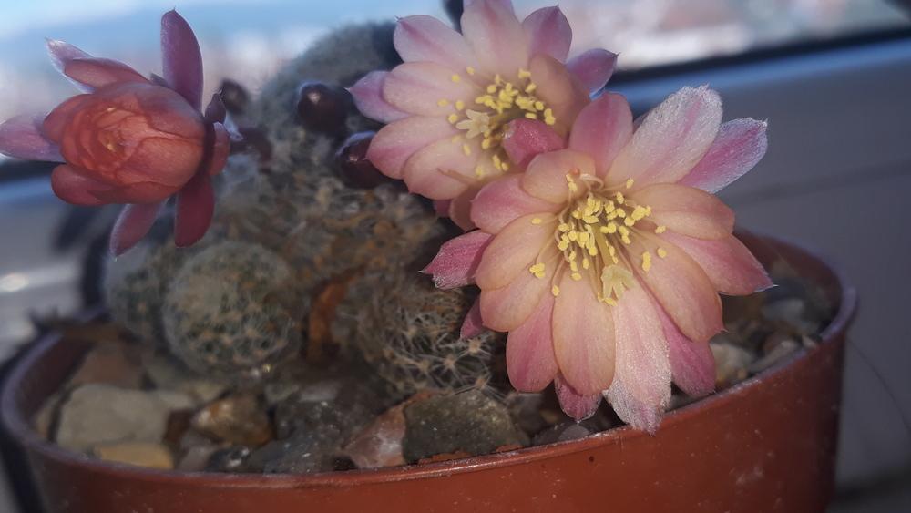 Photo of Crown Cactus (Rebutia 'Leona') uploaded by skopjecollection