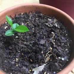 
Date: 2020-04-18
new growth lemon, germinated indoors, then plants six weeks later