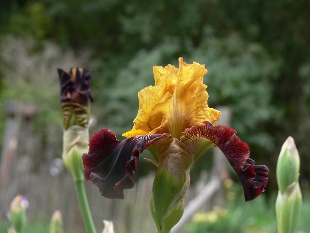 Photo of Tall Bearded Iris (Iris 'Rise Like a Phoenix') uploaded by janwax
