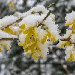 Location: Ann Arbor, Michigan
Date: 2020-04-17
Forsythia in a spring snowstorm, 4/17/20