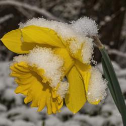 Location: Ann Arbor, Michigan
Date: 2020-04-17
Daffodil during a spring snow storm 4/17/20