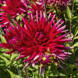 Location: Dahlia Hill, Midland, Michigan
Date: 2019-09-05
This handsome dahlia is labeled 'David' in the Dahlia Hill tuber 