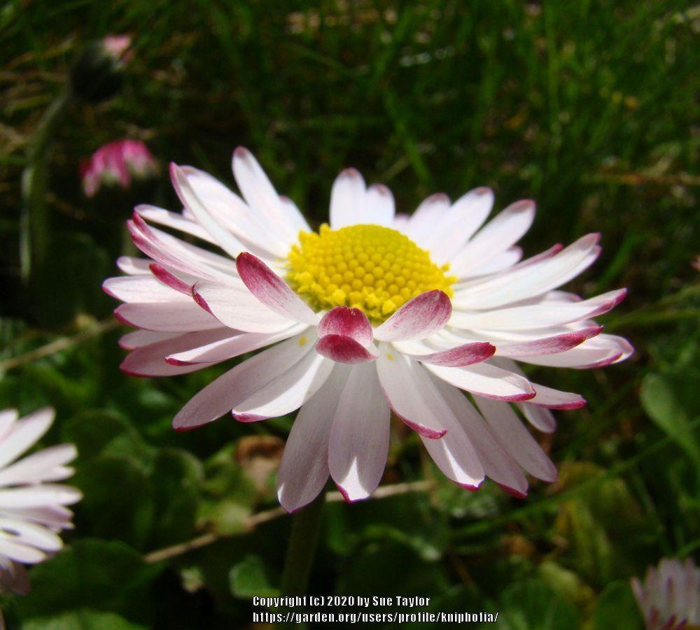 Photo of English Daisy (Bellis perennis) uploaded by kniphofia